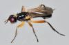 Cordilura albilabris